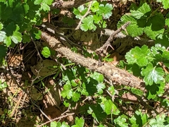 Ribes divaricatum pubiflorum