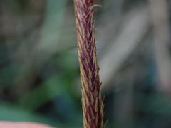 Carex acutiformis