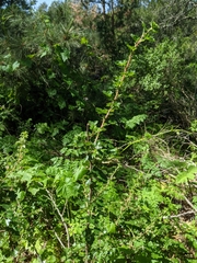 Ribes divaricatum pubiflorum