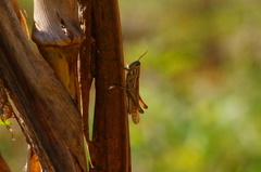 Schistocerca piceifrons