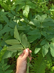 Angelica californica