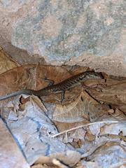 Concinnia brachysoma