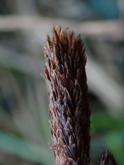 Carex acutiformis