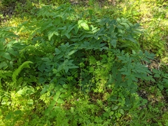 Angelica californica