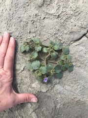 Phacelia pulchella