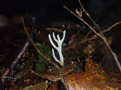 Phaeoclavulina ochracea