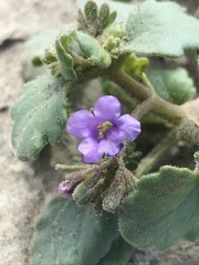 Phacelia pulchella
