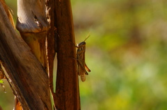 Schistocerca piceifrons