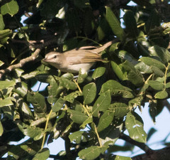 Vireo magister