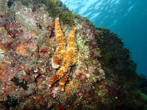 Coscinasterias tenuispina