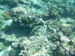 Cetoscarus ocellatus