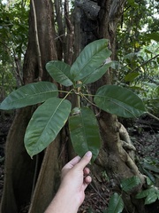 Ficus citrifolia