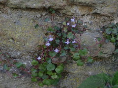 Cymbalaria muralis
