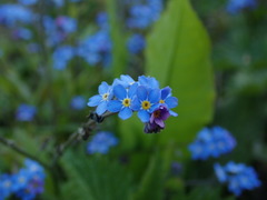 Myosotis scorpioides