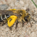 Aster Mining Bee - Photo (c) Heather Holm, some rights reserved (CC BY-NC), uploaded by Heather Holm