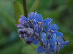 Myosotis scorpioides