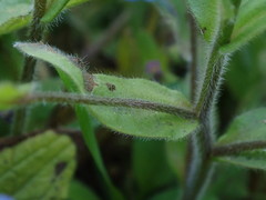 Myosotis scorpioides