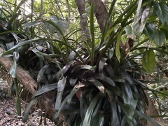 Billbergia pyramidalis