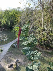 Coccoloba rugosa