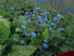 Myosotis scorpioides