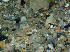 Pomatoschistus pictus