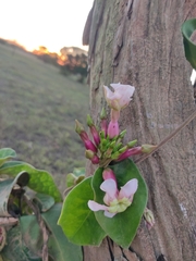 Temnadenia