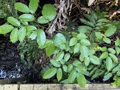 Pterocarpus officinalis