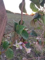 Temnadenia