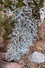 Pseudevernia furfuracea
