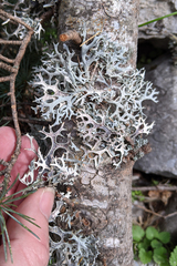 Pseudevernia furfuracea