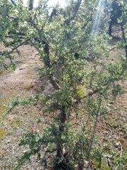 Crataegus azarolus var. aronia image