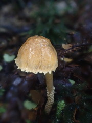 Cystoderma muscicola