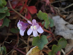 Cymbalaria muralis