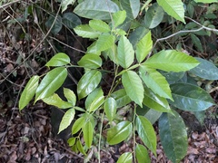 Paullinia pinnata