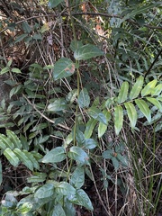 Bignonia aequinoctialis