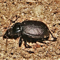 Carabinae