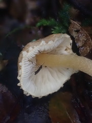 Cystoderma muscicola