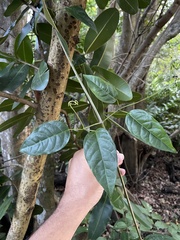 Bignonia aequinoctialis