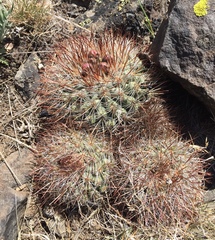 Pediocactus nigrispinus