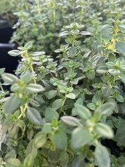 Thymus × citriodorus