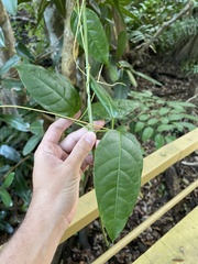 Bignonia aequinoctialis