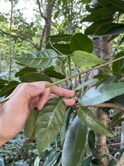 Bignonia aequinoctialis