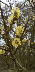 Salix cinerea