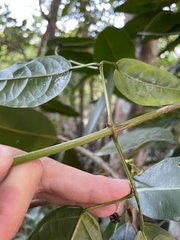 Bignonia aequinoctialis