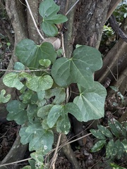 Aristolochia trilobata