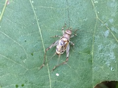 Svistella bifasciata