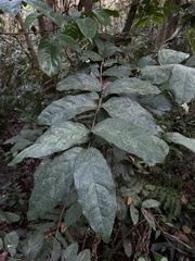 Heteropterys laurifolia
