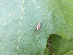 Svistella bifasciata