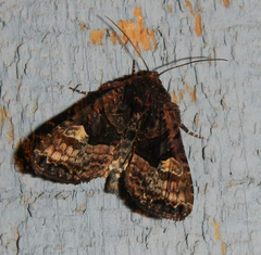 Euplexia benesimilis