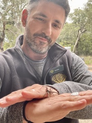 Tasmanicosa godeffroyi